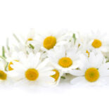 Artistically placed Camomile flowers on a white surface
