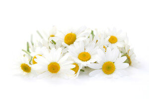 Artistically placed Camomile flowers on a white surface