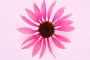 lavera-organic-echinacea-0aa02-200x200