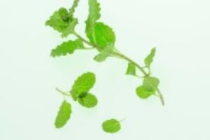 lavera-organic-mint-6c3ee-200x200